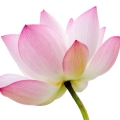 Fleur de cerisier