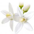 Géranium