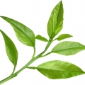Jasmin