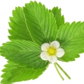 Acajou