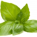 Menthe