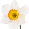 Narcisse