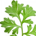Mousse de chêne
