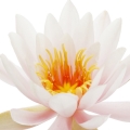 Orchidée
