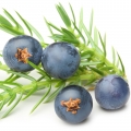 Prune