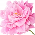 Framboise