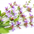 Bois de santal
