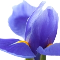 Ylang-ylang